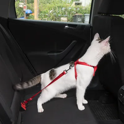 Hvid kat med rødt sikkerhedssele og sele på bagsædet af en bil, fastgjort til sikkerhedsselen for sikker transport.
