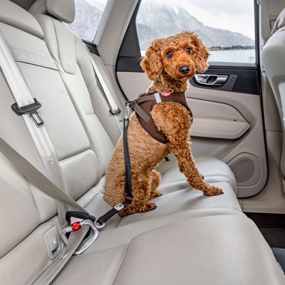 Curli Sicherheitsgurt für Auto