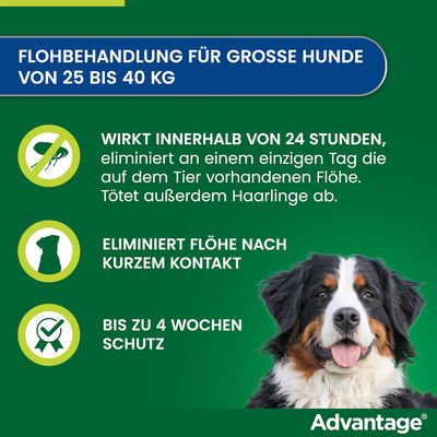 Flohbehandlung für große Hunde von 25 bis 40 kg. Wirkt innerhalb von 24 Stunden, eliminiert Flöhe und Haarlinge. Bis zu 4 Wochen Schutz. Marke: Advantage.