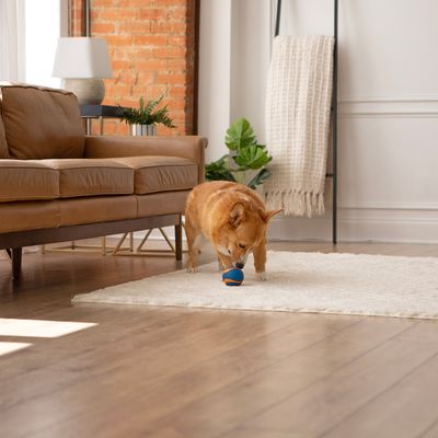 Dog playing with a blue and orange ball on a carpet in a living room.