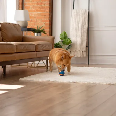 Hund spielt mit einem blau-orangenen Ball auf einem Teppich in einem Wohnzimmer. Hund spielt mit einem blau-orangenen Ball auf einem Teppich in einem Wohnzimmer.