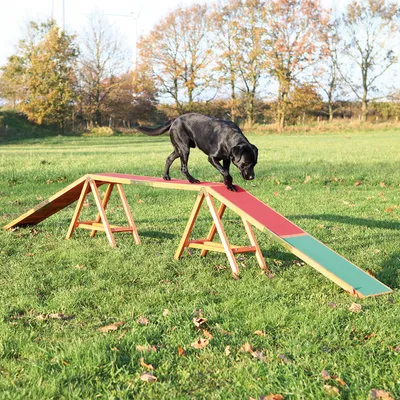 Svart hund springer över en röd-grön agility-gunga av trä på en gräsmatta.