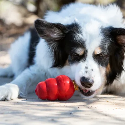 Hund spielt mit rotem Kauspielzeug, das für Beschäftigung und Zahnpflege geeignet ist.