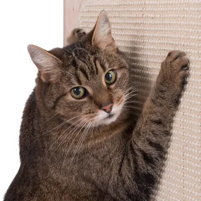 Braun getigerte Katze kratzt an einer Sisal-Oberfläche, geeignet für Kratzmöbel oder Kratzbretter.