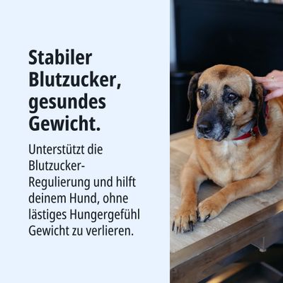 Stabiler Blutzucker, gesundes Gewicht. Unterstützt die Blutzucker-Regulierung und hilft deinem Hund, ohne lästiges Hungergefühl Gewicht zu verlieren.