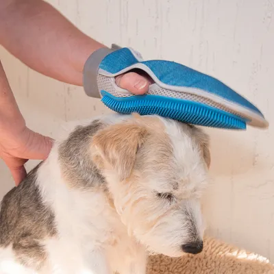 Glove with blue rubber bristles used to groom a dog's coat and remove loose hair.
