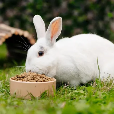 White rabbit eating from a bowl with pellets on a lawn. White rabbit eating from a bowl with pellets on a lawn.