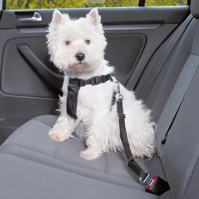 Chien blanc assis sur une banquette arrière de voiture, portant un harnais noir attaché à une ceinture de sécurité noire.