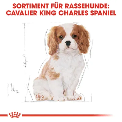 Ассортимент для породистых собак: Cavalier King Charles Spaniel. Иллюстрация собаки с коричнево-белым окрасом.