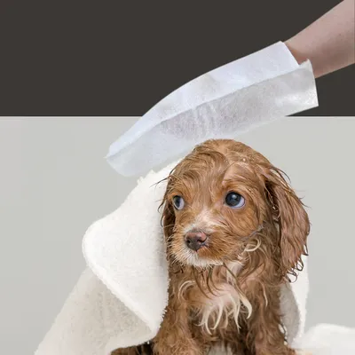 Chien mouillé enveloppé dans une serviette blanche, main tenant une grande lingette blanche au-dessus de la tête du chien. Lingette et serviette en tissu visibles.
