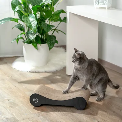 Grå katt använder en klösbräda av wellpapp med svart kant, Cosha. Produkt för klovård för katter.