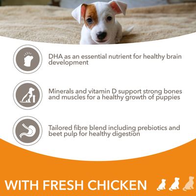 DHA az egészséges agyfejlődéshez, ásványi anyagok és D-vitamin az erős csontokhoz és izmokhoz, rostkeverék prebiotikummal és répapéppel az emésztésért. WITH FRESH CHICKEN felirat angolul.
