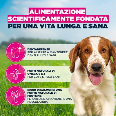 Eukanuba Premium Nutrition Adult Small & Medium Breed Salmone - Set %: 2 x 12 kg