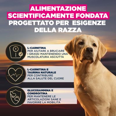 Alimentazione scientificamente studiata, sviluppata per le esigenze specifiche della razza. L-carnitina favorisce la combustione dei grassi, la taurina la salute del cuore, glucosammina e condroitina sostengono le articolazioni e la mobilità.