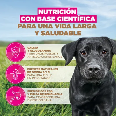 Eukanuba Grain Free Adult Large con pollo - 12 kg