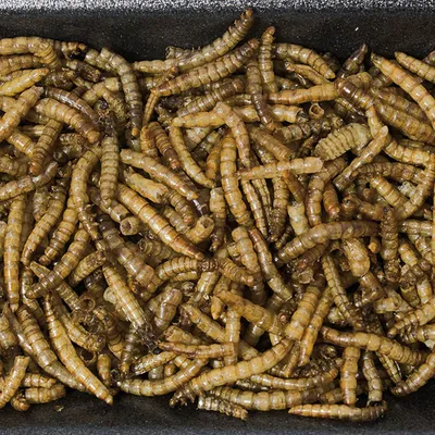 Nahaufnahme von getrockneten Mehlwürmern, geeignet als Tierfutter oder Snack für Haustiere. Nahaufnahme von getrockneten Mehlwürmern, geeignet als Tierfutter oder Snack für Haustiere.