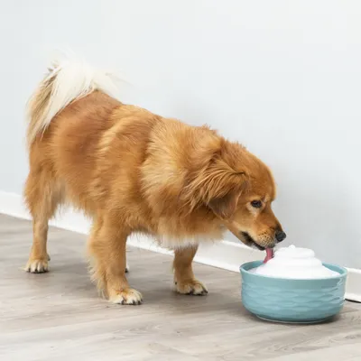 Hund trinkt aus einem blauen Trinkbrunnen mit weissem Deckel. Produkt zeigt Nutzung eines Haustier-Trinkbrunnens.