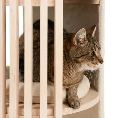Katt sitter på en rund hylla av trä med mjuk dyna, omgiven av vertikala träribbor. Hyllan är del av ett klösträd eller kattmöbel i ljust trä.