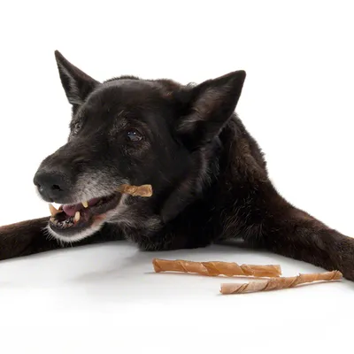 Chien noir couché mâchant une friandise en forme de bâtonnet torsadé, deux autres bâtonnets similaires posés devant lui sur fond blanc.