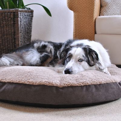 Hund liegt entspannt auf einem runden, zweifarbigen Hundebett mit weicher, beiger Liegefläche und braunem Rand in einem Wohnzimmer.