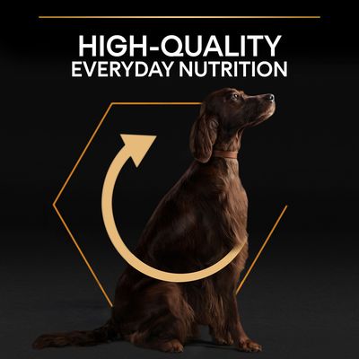 Text: HIGH-QUALITY EVERYDAY NUTRITION. Bild på en brun hund som sitter, med en pil i cirkelform runt kroppen. Texten är på engelska.