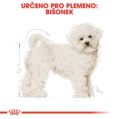 Určeno pro plemeno: Bišonek. Ilustrace psa bišonka s náčrtem proporcí.