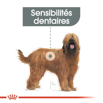 Sensibilités dentaires – tekst w języku francuskim na ilustracji psa z długą sierścią, grafika marki Royal Canin