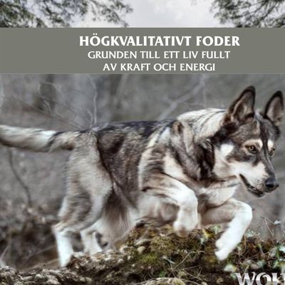 HÖGKVALITATIVT FODER. GRUNDEN TILL ETT LIV FULLT AV KRAFT OCH ENERGI (text på bilden, svenska). Bild på springande hund i skogsmiljö.