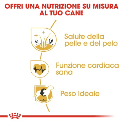 Offri una nutrizione su misura al tuo cane. Salute della pelle e del pelo, funzione cardiaca sana, peso ideale.