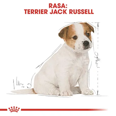 Rasa: Terrier Jack Russell, imagine cu un câine de talie mică și schițe de dimensiuni pe fundal. Textul este evidențiat cu roșu în partea superioară a imaginii.