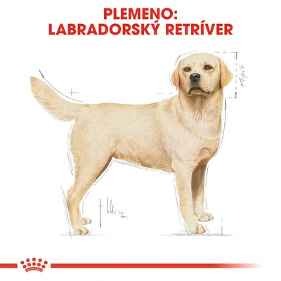Ilustrácia psa s textom: Plemeno: Labradorský retríver. Zobrazené proporcie tela, vhodné na určenie veľkosti alebo výber produktov podľa plemena.