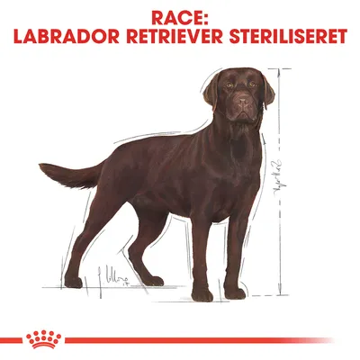 Race: Labrador Retriever Steriliseret. Illustration af brun labrador retriever med optegnede mål omkring kroppen.