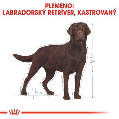 Text: Plemeno: Labradorský retríver, kastrovaný. Ilustrácia hnedého labradora s vyznačením výšky postavy.