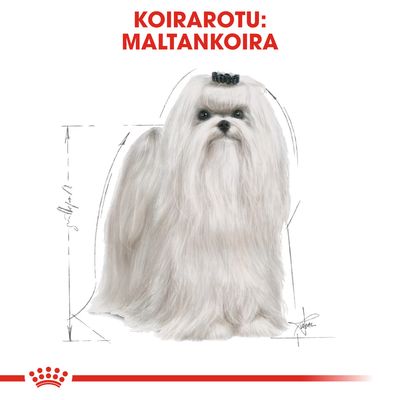 Koirarotu: Maltankoira. Kuvassa pitkäkarvainen valkoinen koira, taustalla mittaviivoja. Teksti ylhäällä: KOIRAROTU: MALTANKOIRA.