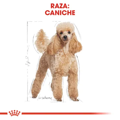 Ilustración de un perro con pelaje rizado y texto visible en la parte superior: RAZA: CANICHE.
