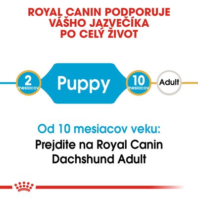 Royal Canin podporuje vášho jazvečíka po celý život. Od 10 mesiacov veku: Prejdite na Royal Canin Dachshund Adult. Puppy od 2 do 10 mesiacov, potom Adult.