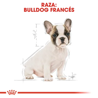 Texto en la parte superior: RAZA: BULLDOG FRANCÉS. Imagen de un cachorro de bulldog francés con bocetos de medidas alrededor.