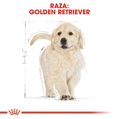 Cachorro de Golden Retriever con texto visible: Raza: Golden Retriever. Fondo blanco y líneas de boceto alrededor del perro.