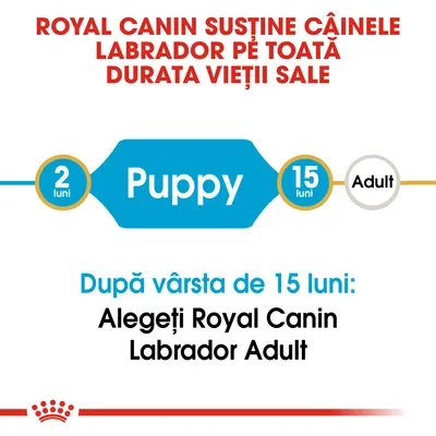 Royal Canin susține câinele Labrador pe toată durata vieții sale. Puppy: 2 luni–15 luni. După vârsta de 15 luni: Alegeți Royal Canin Labrador Adult.