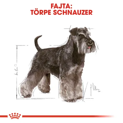 Fajta: Törpe Schnauzer felirat, illusztráció egy törpe schnauzerről méretarányos vázlatokkal, Royal Canin logóval alul.