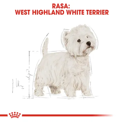 RASA: WEST HIGHLAND WHITE TERRIER, text vizibil deasupra unei ilustrații cu un câine alb din rasa West Highland White Terrier. Textul este scris cu roșu.