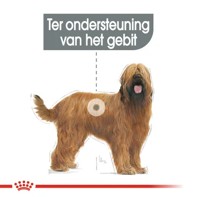 Ter ondersteuning van het gebit