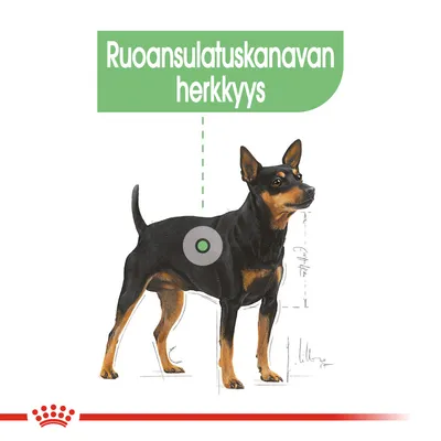 Piirroskoira, jonka vatsan kohdalla ympyrä ja yläpuolella teksti: Ruoansulatuskanavan herkkyys