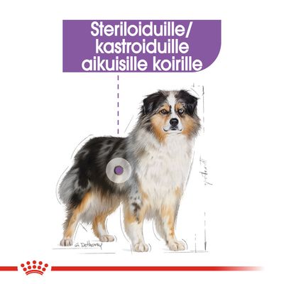 Steriloiduille/kastroiduille aikuisille koirille, teksti violetilla taustalla piirroskuvan yläpuolella. Kuvassa seisova koira ja korostettu kohta kyljessä.