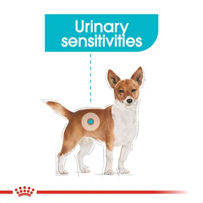 Dog illustration with highlighted area near hindquarters and text 'Urinary sensitivities' above. Red crown logo at bottom edge.