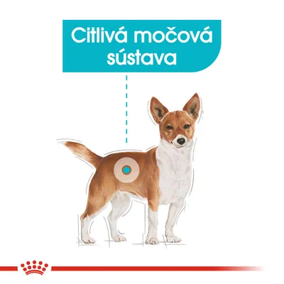 Ilustrácia psa s vyznačenou oblasťou močovej sústavy a textom: Citlivá močová sústava.