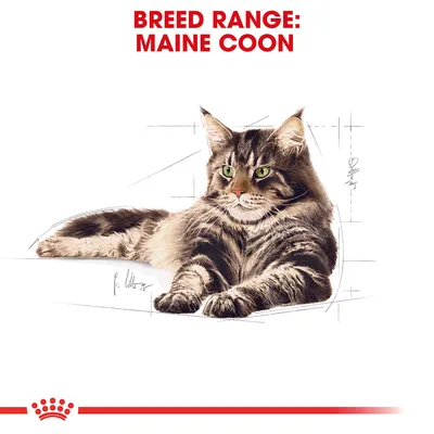 Text: BREED RANGE: MAINE COON. Illustration av en Maine Coon-katt liggande med gröna ögon och lång päls.