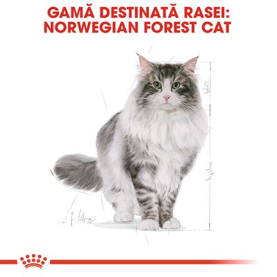 Text vizibil: GAMĂ DESTINATĂ RASEI: NORWEGIAN FOREST CAT. Imagine cu o pisică Norwegian Forest Cat pe fundal alb, subliniind gama dedicată acestei rase.