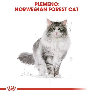 Plemeno: Norwegian Forest Cat – ilustrácia nórskej lesnej mačky s dlhšou srsťou, text v angličtine a slovenčine hore na obrázku.