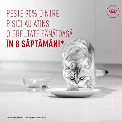 Peste 90% dintre pisici au atins o greutate sănătoasă în 8 săptămâni. Studiu intern Royal Canin privind hrănirea mixtă.